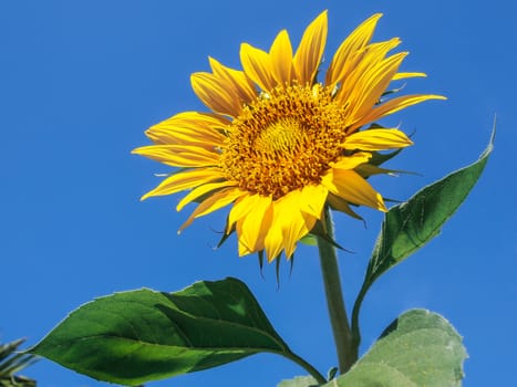 fully blossomed sunflower on a bright sunny day. The contrast of the cloudless blue sky