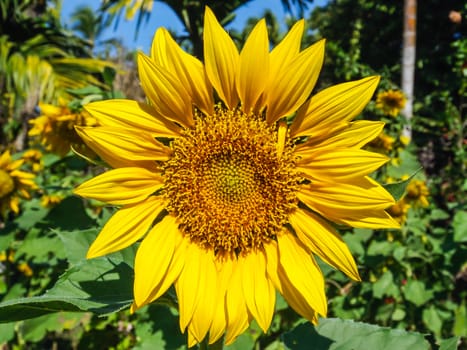 fully blossomed sunflower on a bright sunny day. The contrast of the cloudless blue sky