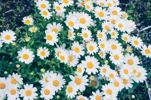 Daisy flower fields, Daisy flowers in the garden (Soft Focus)