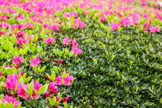 Blooming Pink Rhododendron (Azalea) , close-up, selective focus