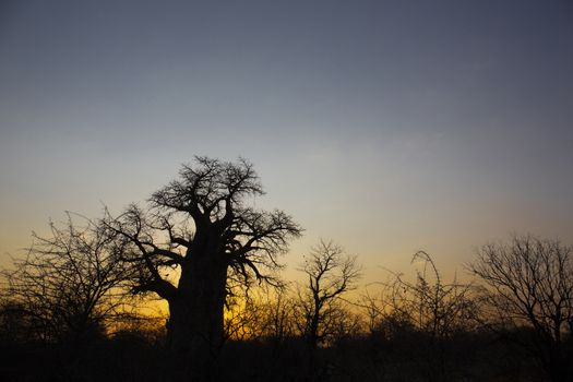 Baobab tree in Botswana at sunrise, Southern Africa