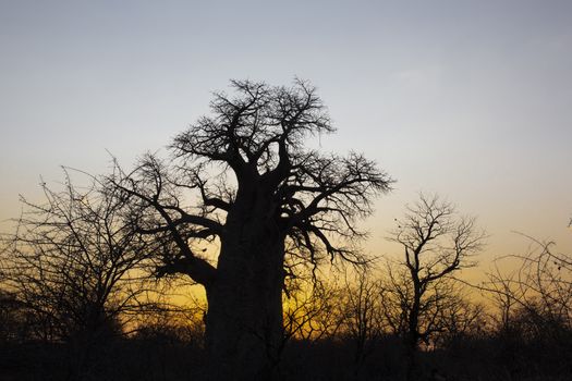 Sunrise at the Baobabs, botswana