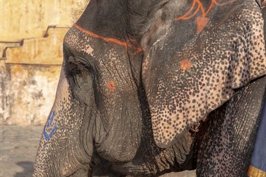 Close up Decorated elephant at the annual elephant festival in Jaipur, India