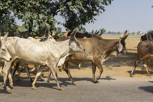 a group Holy cow walking freely in streets of india