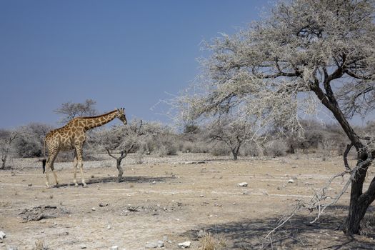 a big giraffe in etosha national park namibia, Africa