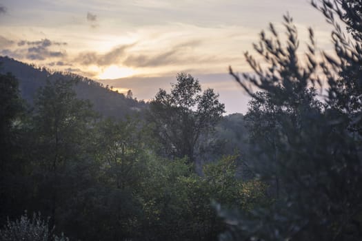 Panorama of the vegetation of the Euganean Hills taken at sunset