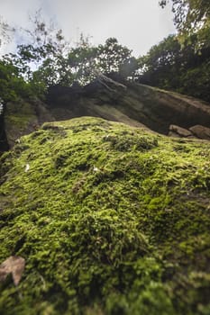 Moss in the rocks inside a wood in Italy