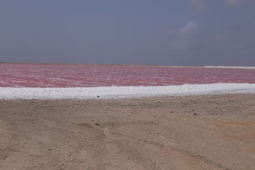 rose caribbean salt lake Bonaire island Caribbean Netherland Antilles