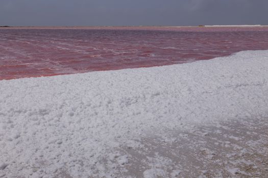 rose caribbean salt lake Bonaire island Caribbean Netherland Antilles