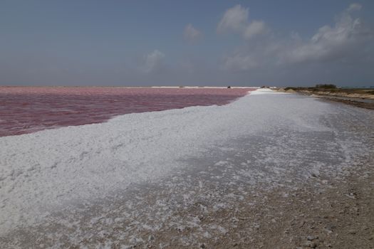 rose caribbean salt lake Bonaire island Caribbean Netherland Antilles