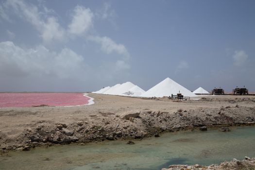 rose caribbean salt lake Bonaire island Caribbean Netherland Antilles