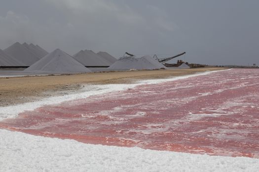 rose caribbean salt lake Bonaire island Caribbean Netherland Antilles