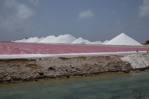 rose caribbean salt lake Bonaire island Caribbean Netherland Antilles