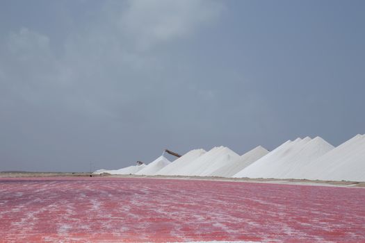 rose caribbean salt lake Bonaire island Caribbean Netherland Antilles