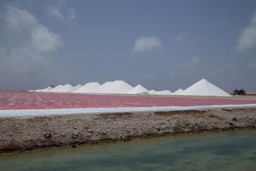 rose caribbean salt lake Bonaire island Caribbean Netherland Antilles