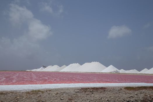 rose caribbean salt lake Bonaire island Caribbean Netherland Antilles