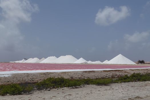 rose caribbean salt lake Bonaire island Caribbean Netherland Antilles