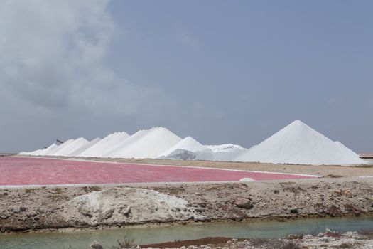 rose caribbean salt lake Bonaire island Caribbean Netherland Antilles