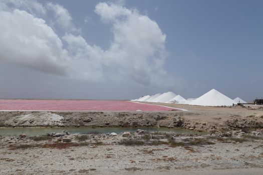 rose caribbean salt lake Bonaire island Caribbean Netherland Antilles