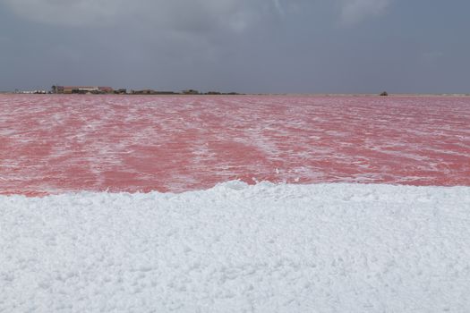 rose caribbean salt lake Bonaire island Caribbean Netherland Antilles