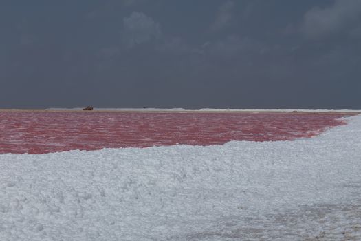 rose caribbean salt lake Bonaire island Caribbean Netherland Antilles