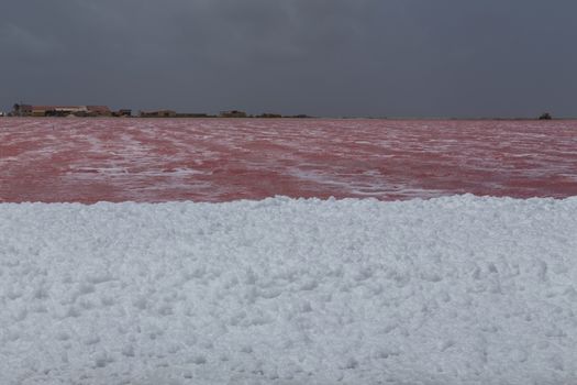 rose caribbean salt lake Bonaire island Caribbean Netherland Antilles