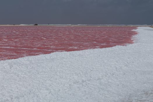rose caribbean salt lake Bonaire island Caribbean Netherland Antilles