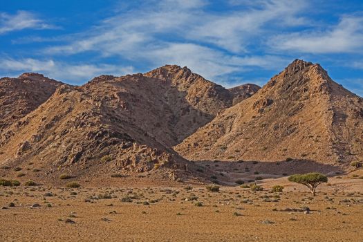 Rugged mountains, blue skies and a single Shepherd tree in the Richtersveld National Park. South Africa.