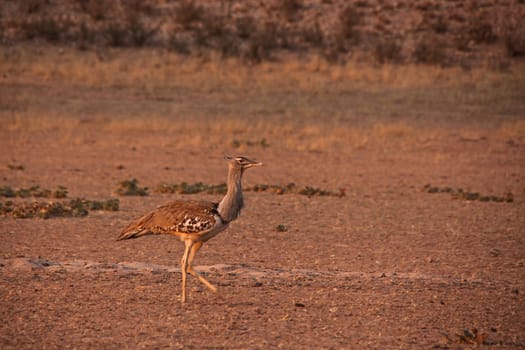 The Kori Bustard, (Ardeotis kori) the heaviest living flying animal photographed here while foraging in the dry riverbed of the Auob river in the Kalahari Desert.