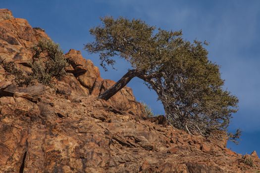 The Shepherds Tree (Boscia albitrunca) growing in the seemingly bare rock of the Richtersveld National Park