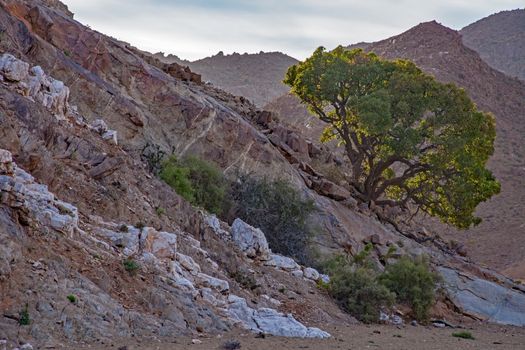 A single Shepherds Tree (Boscia albitrunca)clinging to the rock on the side of a Richtersveld mountain. Richtersveld National Park. South Africa.