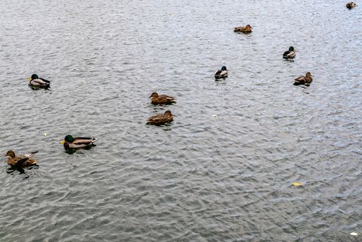 ducks-females and drakes - on the water of the lake in the autumn Park