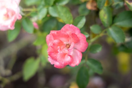 The background image of the colorful flowers, background nature