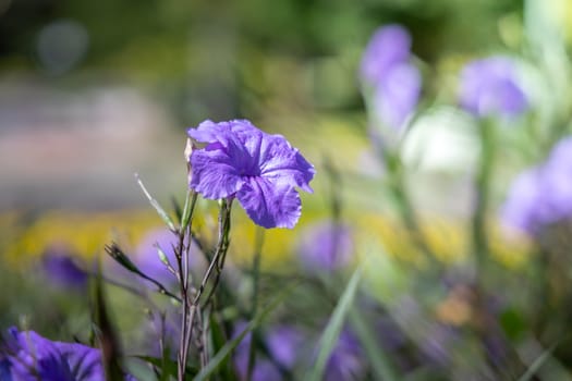 The background image of the colorful flowers, background nature