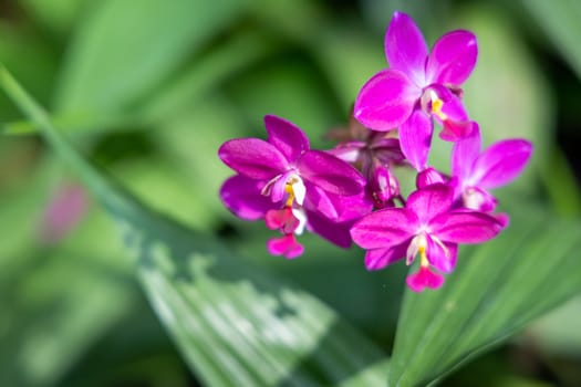 The background image of the colorful flowers, background nature