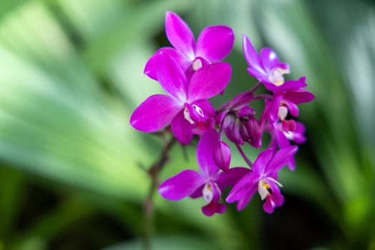 The background image of the colorful flowers, background nature