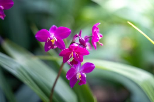 The background image of the colorful flowers, background nature