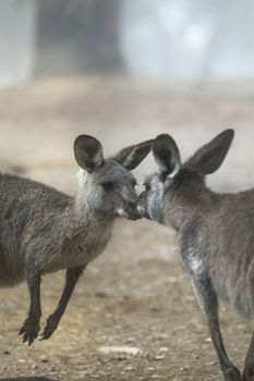 Kissing kangaroos in Australian bushland
