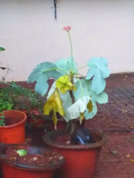 a plant in my garden