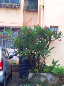 greenery in the backyard