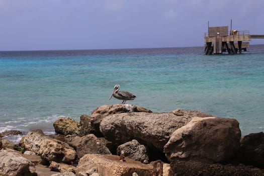 Pelican Caribbean Bird nature Bonaire island Caribbean Sea