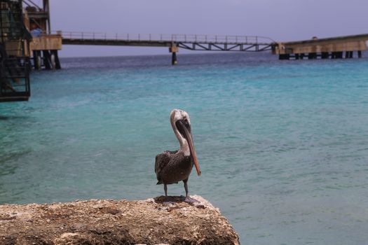 Pelican Caribbean Bird nature Bonaire island Caribbean Sea