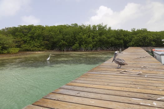 Pelican Caribbean Bird nature Bonaire island Caribbean Sea