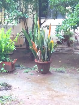 a cactus plant in the garden