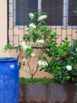greenery in a backyard