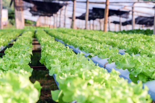 image of Hydroponics vegetable farm