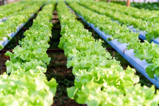 image of Hydroponics vegetable farm