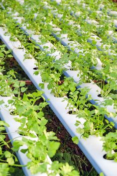 image of Hydroponics vegetable farm