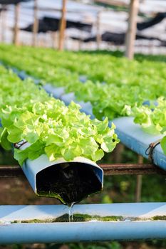 image of Hydroponics vegetable farm