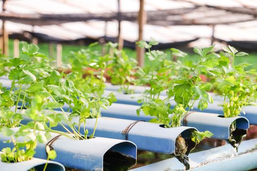 image of Hydroponics vegetable farm
